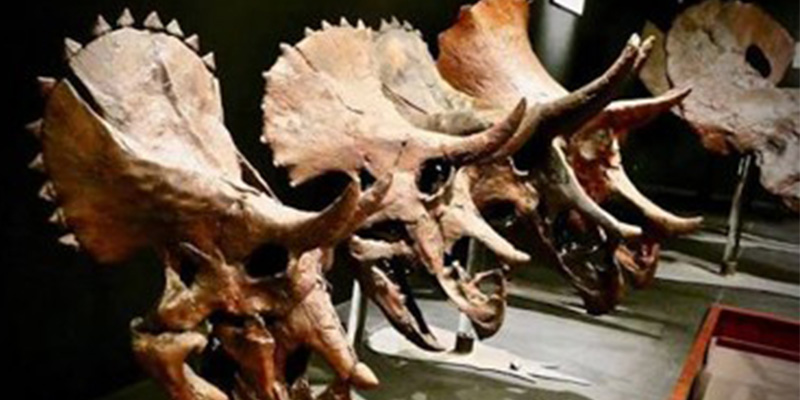 Trike Growth, Museum of the Rockies
