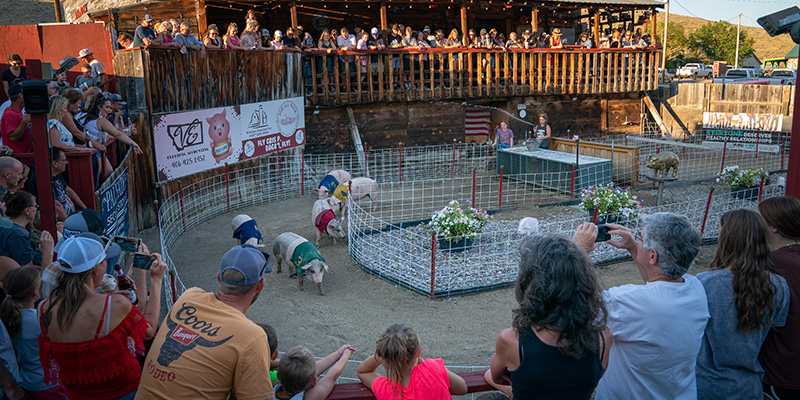 Bear Creek Downs, Pig Races, Bear Creek