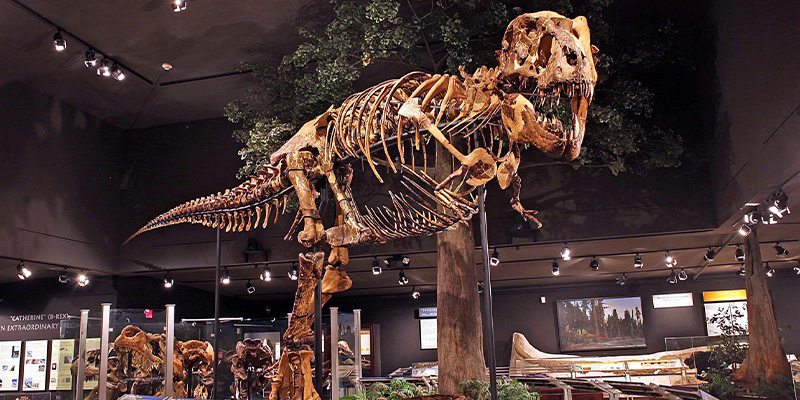 Montana's T.Rex, MOR 555