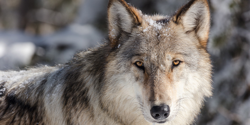 Wolf in Yellowstone