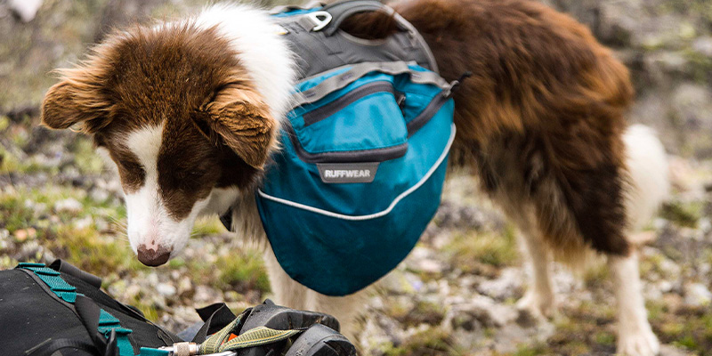Dog carrying backpack