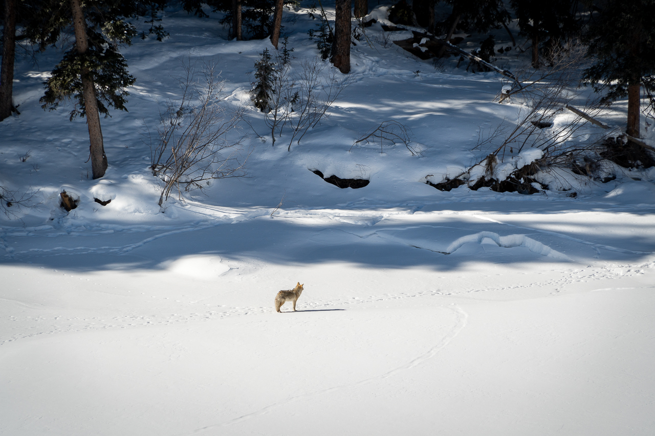 Wildlife in the Lamar Valley, Yellowstone National Park