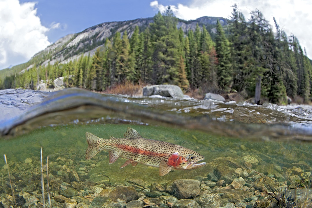Hoot Owl Restrictions and Fishing Closures in Montana’s Yellowstone Country