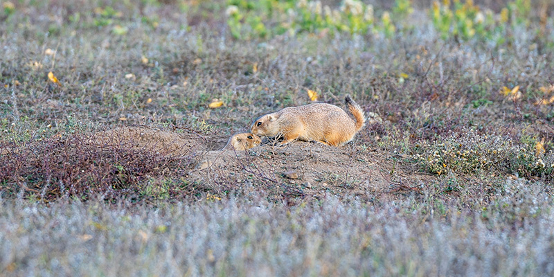 Greycliff Prarie Dog Town