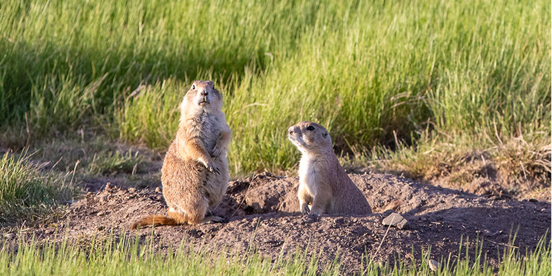 Greycliff Prairie Dog State Park