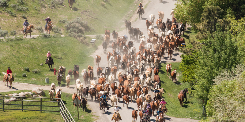 Hells a roarin horse drive, Gardiner, and Jardin, Montana