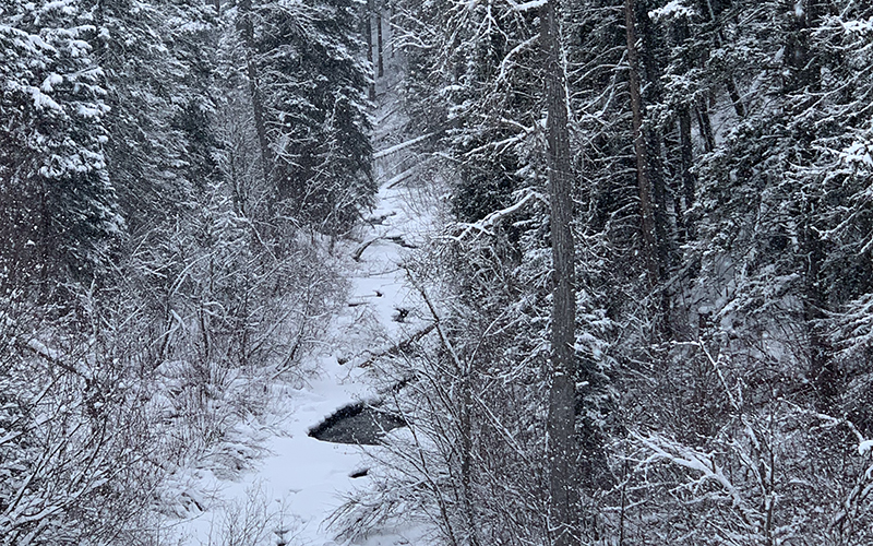 Bozeman Creek in Winter