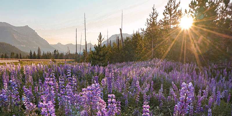 Lupine in the Beartooth Mountains 