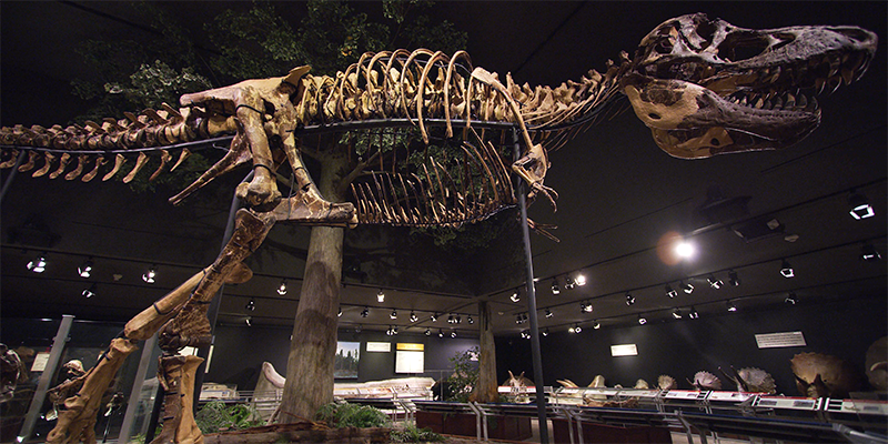 T Rex at Museum of the Rockies, Bozeman, Montana