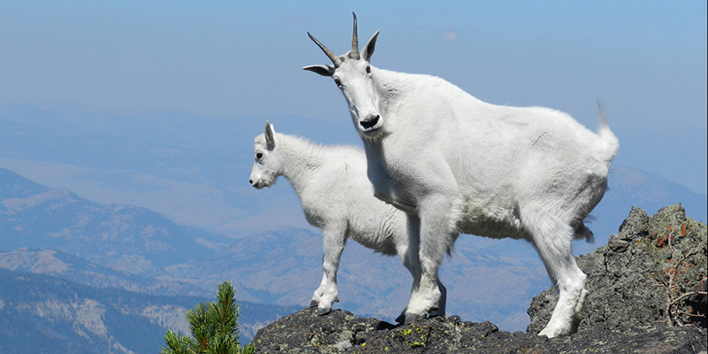 Mountain Goats, Yellowstone National Park