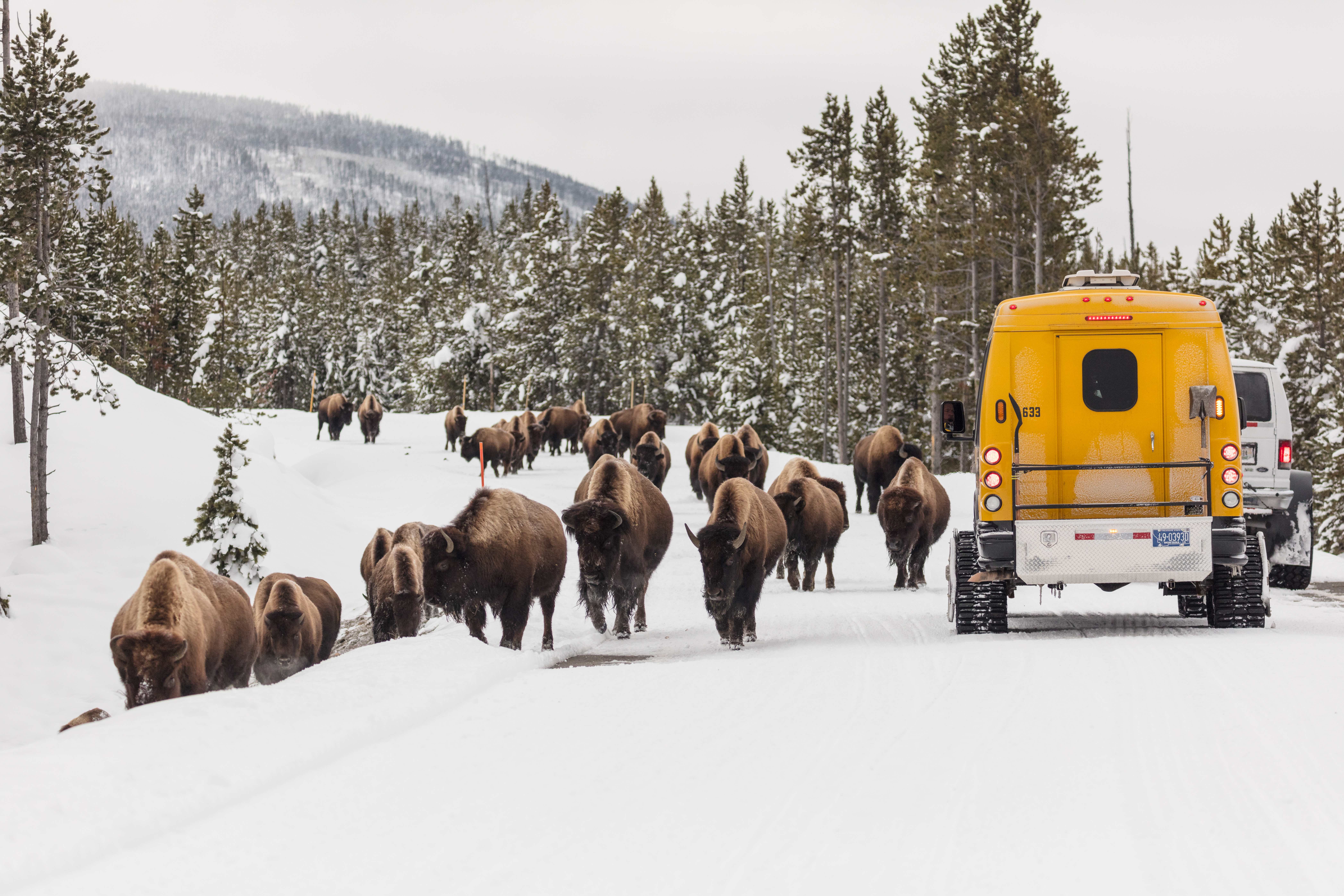 Snowcoach with bison in Yellowstone National Park. 