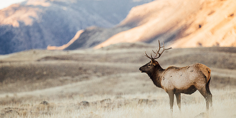 Elk in the fall