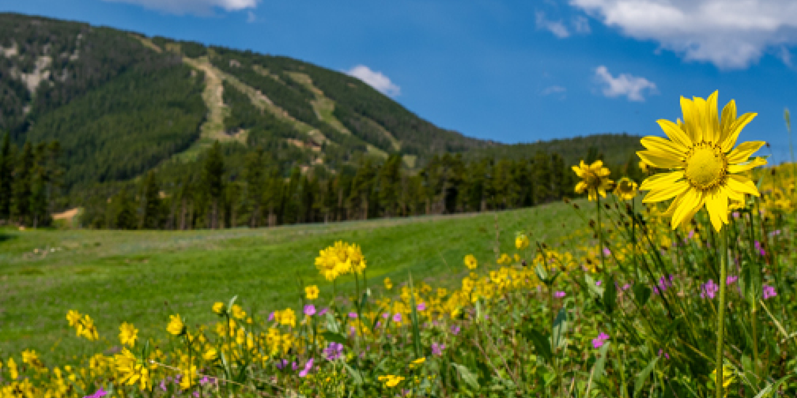 Wildflowers on Red Lodge Mountain
