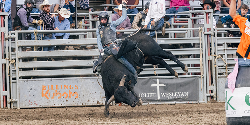 Bull rider at the Red Lodge Rodeo