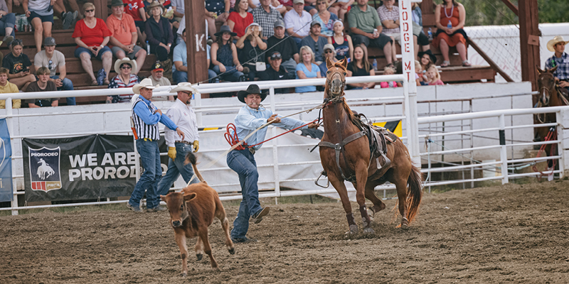 Calf roper at the Red Lodge Home of Champions Rodeo