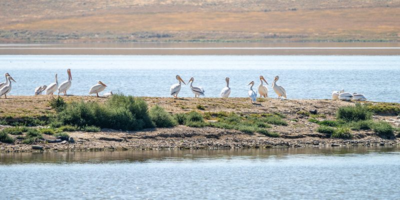 Pelicans in Montana