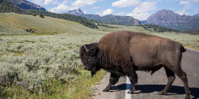 Bison crossing road in Yellowstone National Park