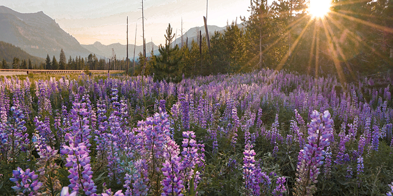 Wildflowers, Yellowstone National Park 