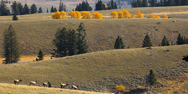 Elk on Mt. Everts, Yellowstone National Park