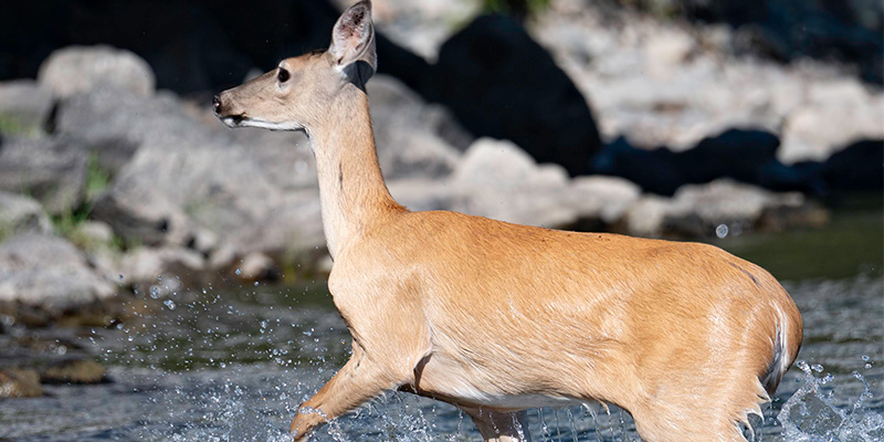 Deer crossing the Yellowstone River