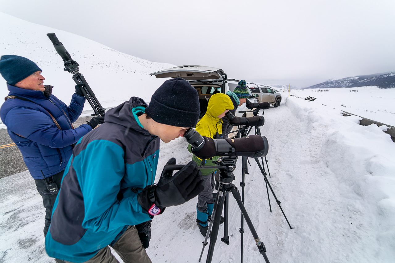 Wildlife watching in Yellowstone National Park