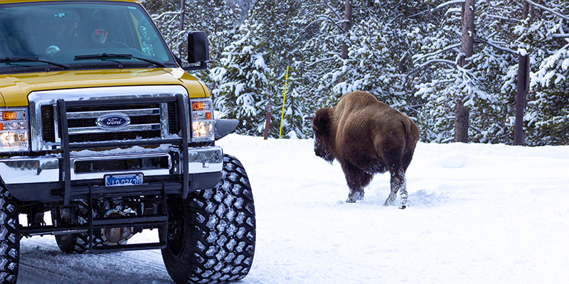 Bison and snowcoach in Yellowstone National Park. 