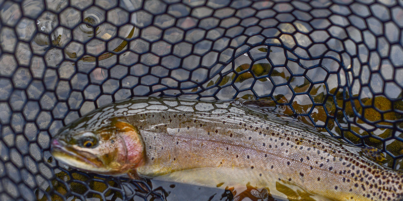 Cutthroat trout on the Yellowstone River