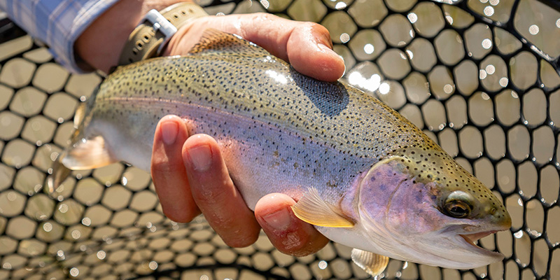 Rainbow Trout on the Yellowstone River, Montana